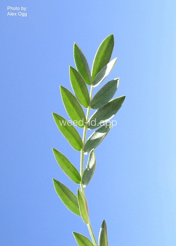 crazyweed, silky